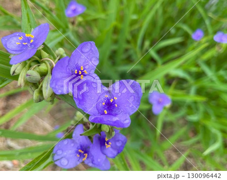 花びらの水滴が瑞々しいムラサキツユクサ（ツユクサ科）の紫の花 130096442