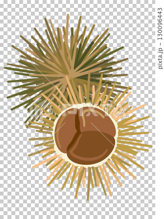 毬栗イラスト 130096443