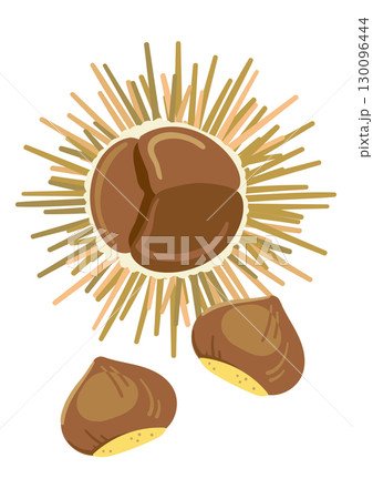 開いた毬栗 130096444