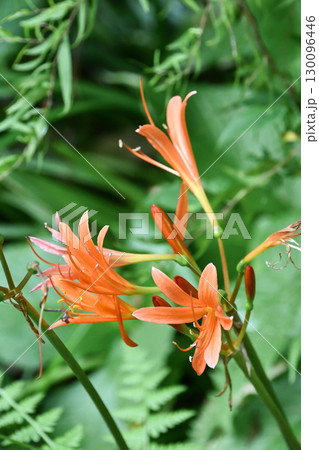 キツネノカミソリ Lycoris sanguinea キツネノカミソリ Lycoris sanguinea 130096446