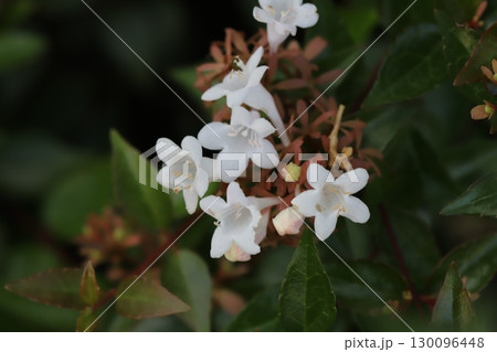 秋の庭に咲く白い小さなハナツクバネウツギの花 秋の庭に咲く白い小さなハナツクバネウツギの花 130096448