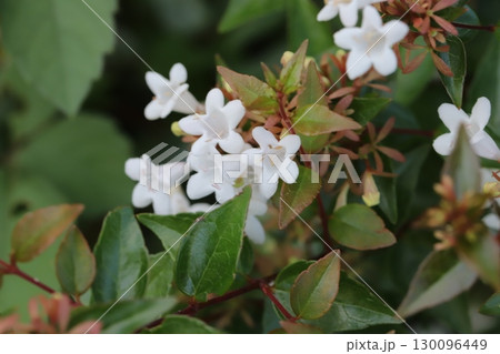 秋の庭に咲く白い小さなハナツクバネウツギの花 秋の庭に咲く白い小さなハナツクバネウツギの花 130096449