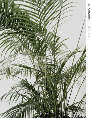 Made by hand real photo palm plant green leaf tree floral botanical tropical white wall background 130096514