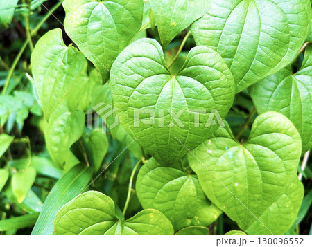 鮮やかなオニドコロ 130096552