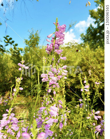青空に映えるハナトラノオ 130096565