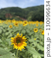 ひまわり畑 130096634