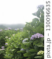 紫陽花 130096635