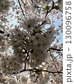 桜 130096758