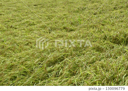 田んぼ 8月下旬 稲 130096779