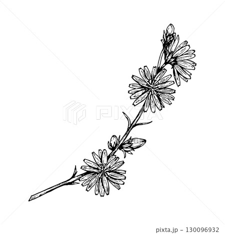 Vector illustration of a hand drawn herb with blooming wildflowers. Black and white botanical line art, ideal for herbal design, packaging, wedding decor, and vintage-style prints. 130096932