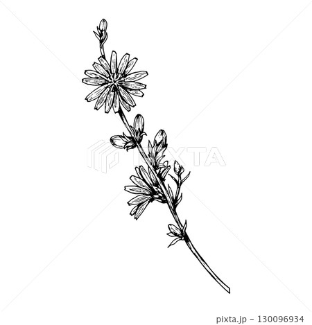 Hand drawn vector illustration of a wild herb with blooming flowers and buds. Black and white botanical sketch, perfect for natural design, packaging, or herbal-themed prints. 130096934