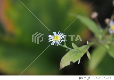 夏の野原に咲く白い小さなヒメジョオンの花 130096981