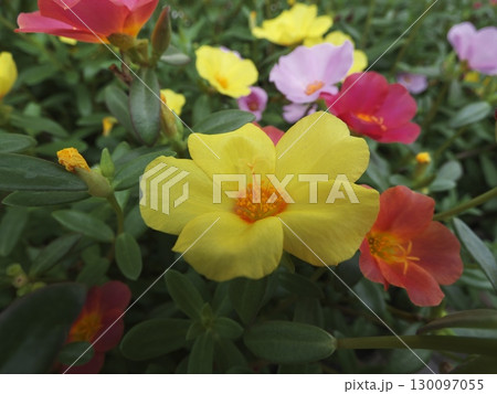 夏の庭を彩る：黄色いポーチュラカ 130097055