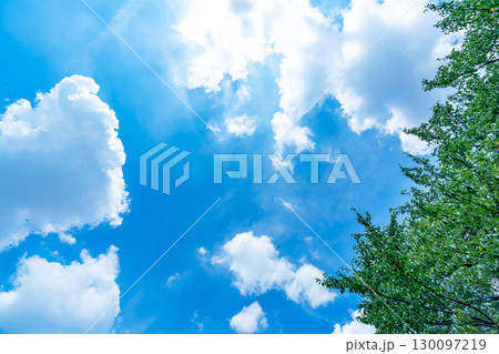 青空と雲と木立 130097219