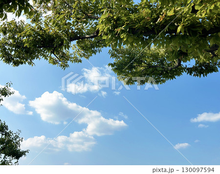 森から見た青空 森から見た青空 130097594