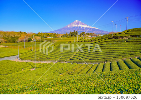 【静岡県】富士のお茶・冬の茶畑越しに富士山 130097626