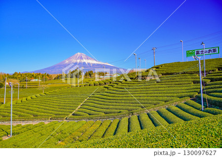 【静岡県】富士のお茶・冬の茶畑越しに富士山 【静岡県】富士のお茶・冬の茶畑越しに富士山 130097627