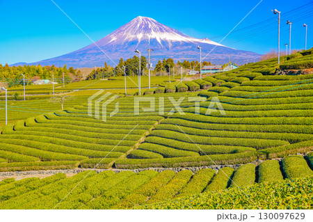 【静岡県】富士のお茶・冬の茶畑越しに富士山 130097629