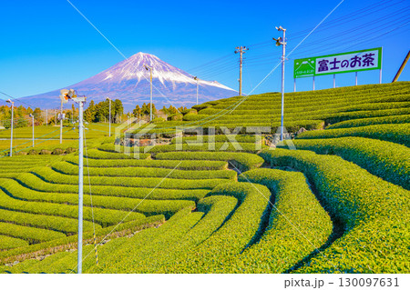 【静岡県】富士のお茶・冬の茶畑越しに富士山 【静岡県】富士のお茶・冬の茶畑越しに富士山 130097631