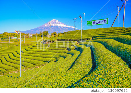 【静岡県】富士のお茶・冬の茶畑越しに富士山 130097632