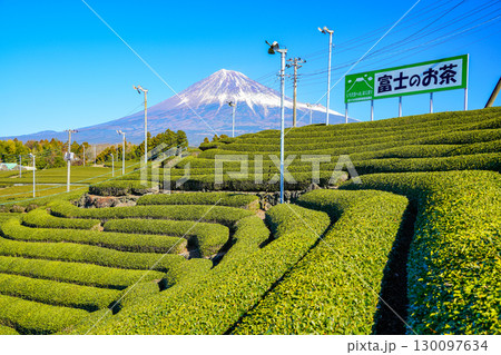 【静岡県】富士のお茶・冬の茶畑越しに富士山 【静岡県】富士のお茶・冬の茶畑越しに富士山 130097634