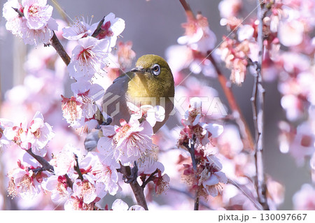 満開の梅の枝にとまるメジロ 130097667