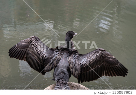 Little Cormorant (Microcarbo niger) also known as an Indian Cormorant or Water Crow with its wings outstretched to dry. Little Cormorant (Microcarbo niger) also known as an Indian Cormorant or Water Crow with its wings outstretched to dry. 130097902