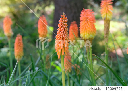Brightly coloured flowers. Kniphofia uvaria is grown as garden plants. Cottage garden. Floral decoration. Sunny day. Brightly coloured flowers. Kniphofia uvaria is grown as garden plants. Cottage garden. Floral decoration. Sunny day. 130097954