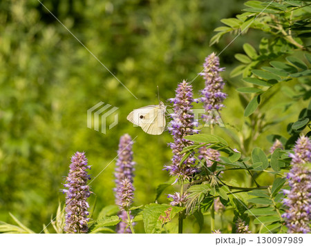 オオモンシロチョウ 130097989