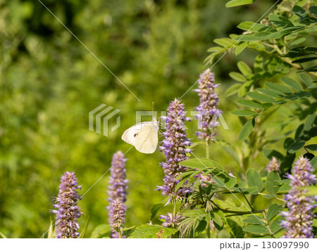 オオモンシロチョウ 130097990