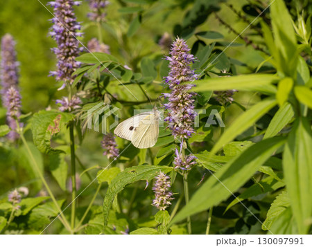 オオモンシロチョウ 130097991