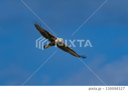 冬の草原や北海道で出会える水辺のハンター、渡り鳥の猛禽類チュウヒ 130098327