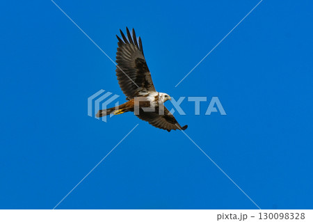 冬の草原や北海道で出会える水辺のハンター、渡り鳥の猛禽類チュウヒ 130098328