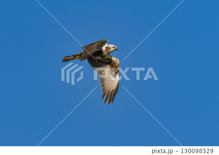 冬の草原や北海道で出会える水辺のハンター、渡り鳥の猛禽類チュウヒ 130098329