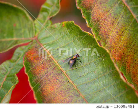 キンバエ キンバエ 130098481