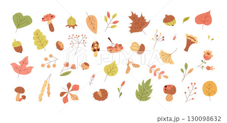 Set of autumn leaves, berries, mushrooms and nuts. Color clipart for your projects. 130098632