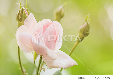 A light pink rose flower on a background of natural greenery. 130098689