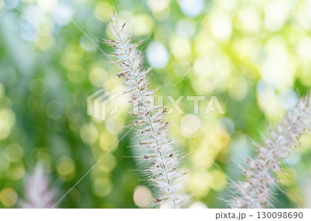 Spike of ornamental grass Pennisetum foxtail against a background of blurred greenery. 130098690