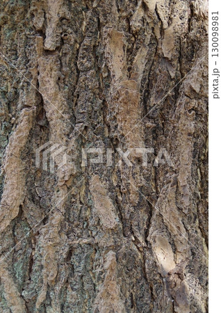 松の木の古い縦にしわのある樹皮のクローズアップ 松の木の古い縦にしわのある樹皮のクローズアップ 130098981