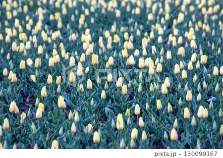large field of blooming yellow tulips. flowers and botany 130099167
