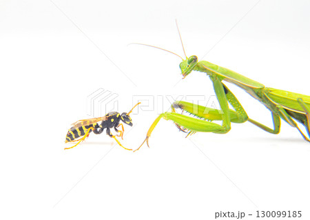 praying mantis is fighting a wasp close-up on a white background 130099185