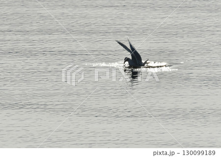 九州等、西日本の海辺で見られる冬鳥のカモメの仲間ズグロカモメ 130099189