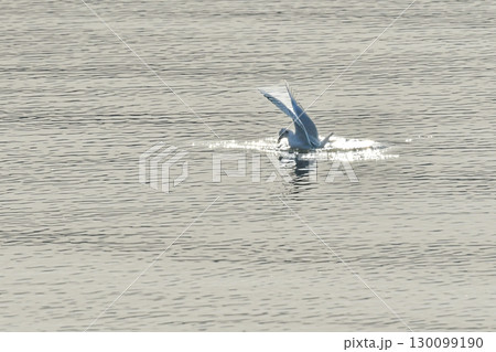 九州等、西日本の海辺で見られる冬鳥のカモメの仲間ズグロカモメ 九州等、西日本の海辺で見られる冬鳥のカモメの仲間ズグロカモメ 130099190