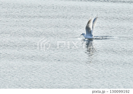 九州等、西日本の海辺で見られる冬鳥のカモメの仲間ズグロカモメ 九州等、西日本の海辺で見られる冬鳥のカモメの仲間ズグロカモメ 130099192