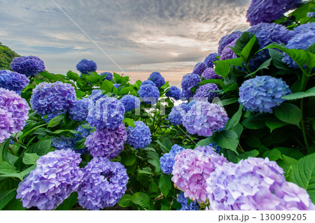 香川県内有数の紫陽花の名所　紫雲出山 130099205