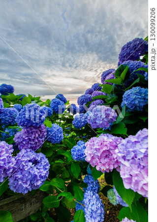 香川県内有数の紫陽花の名所　紫雲出山 130099206