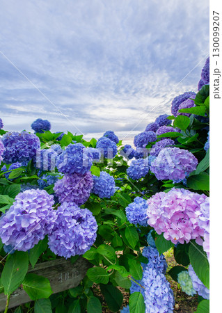香川県内有数の紫陽花の名所　紫雲出山 130099207