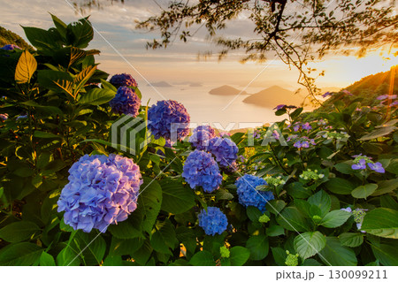 香川県内有数の紫陽花の名所 紫雲出山 香川県内有数の紫陽花の名所 紫雲出山 130099211