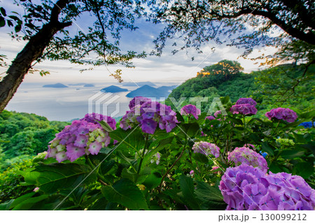 香川県内有数の紫陽花の名所 紫雲出山 香川県内有数の紫陽花の名所 紫雲出山 130099212