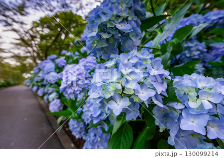 香川県内有数の紫陽花の名所 紫雲出山 香川県内有数の紫陽花の名所 紫雲出山 130099214